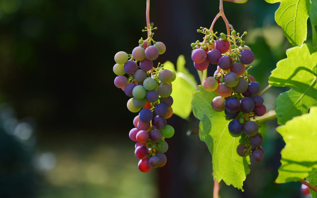 Quelles sont les cépages du vignoble Provençal ?